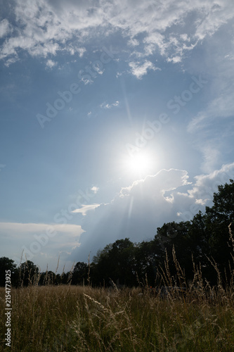Grasses in a field in the light of the brilliant sun against a blue sky