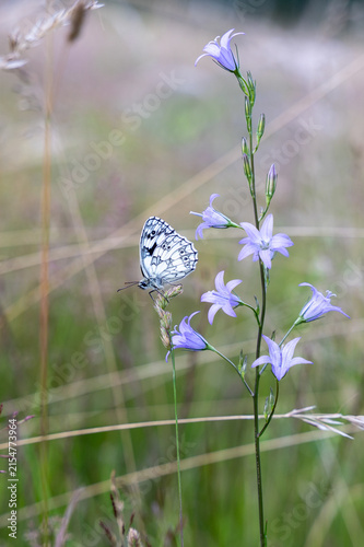 Marbled White butterfly on a flower