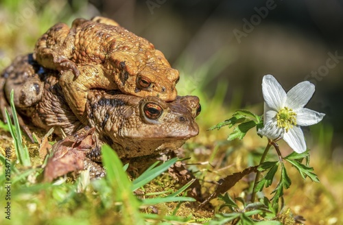 Bufo bufo, common toad, toad, amphibians, amphibians, early spawning season, amphibians, mating season, spring