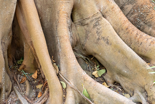 Thick roots of a large tree spread across the ground. Some leaves lie scattered among the roots. The scene shows a close-up view of the tree's structure and surrounding area.