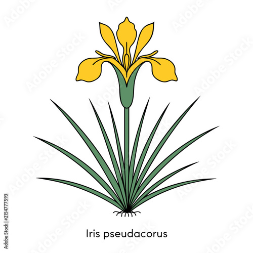 yellow flower isolated on white background