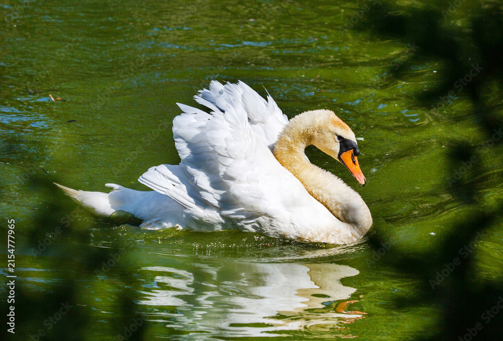 Naklejka premium A white swan floating on the water on a clear sunny day. Animals, birds, ornithology, ecology.