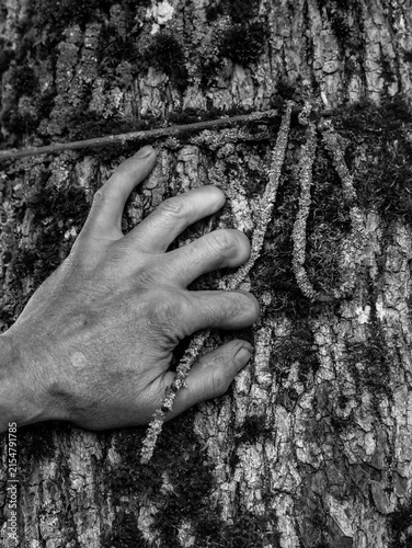 A man's hand touches the bark of an old tree covered with moss, lichen, and an overgrown knot.