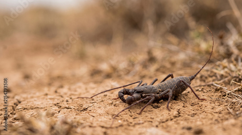 Vinegaroon Whip Scorpion on Natural Earthy Ground