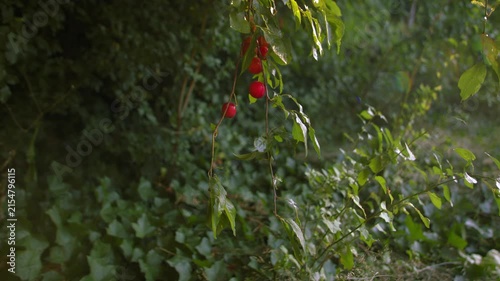 Ripe red cherry on tree branch