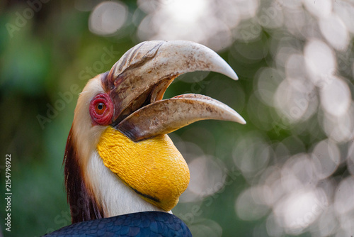 Portrait of wreathed hornbill, a tropical bird that lives in South Asia and South East Asia