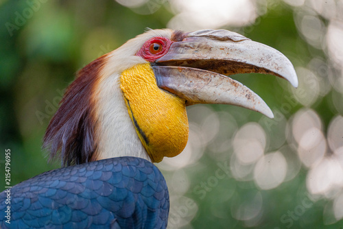 Portrait of wreathed hornbill, a tropical bird that lives in South Asia and South East Asia