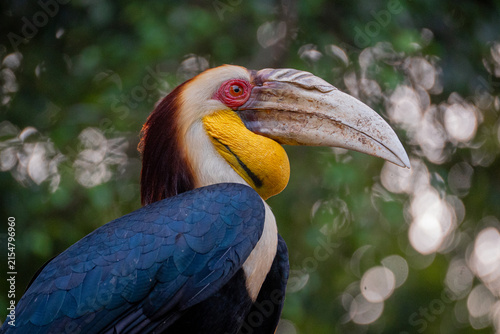 Portrait of wreathed hornbill, a tropical bird that lives in South Asia and South East Asia
