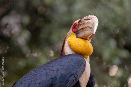 Portrait of wreathed hornbill, a tropical bird that lives in South Asia and South East Asia