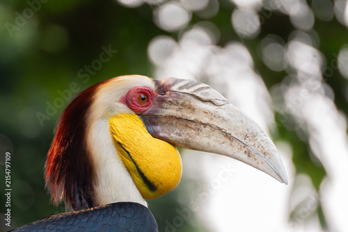 Portrait of wreathed hornbill, a tropical bird that lives in South Asia and South East Asia