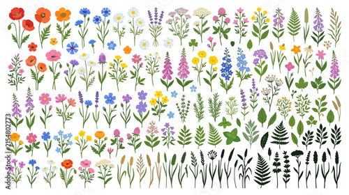 Vibrant Wildflower Collection: Delicate Floral Designs & Botanical Illustrations