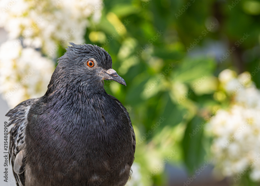 Fototapeta premium Pigeon posing in front of flowery bush 3 tight crop