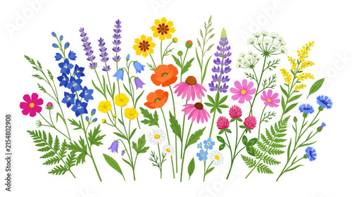 Vibrant Wildflower Meadow Border - Summer Bloom Assortment