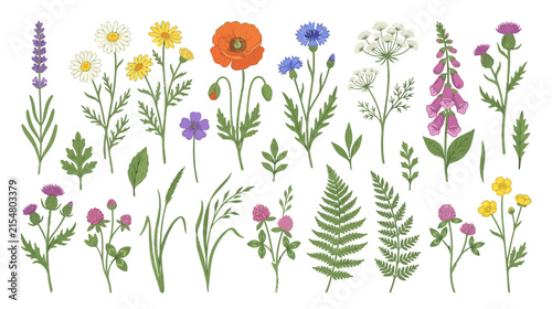 Wildflower Bouquet Illustration - Poppy, Lavender, Daisy, Cornflower, Fern