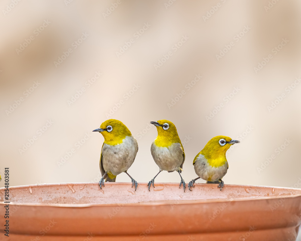 Fototapeta premium Three Indian White Eye