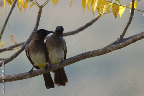 Graubülbül / Black-eyed bulbul or Dark-capped bulbul / Pycnonotus barbatus