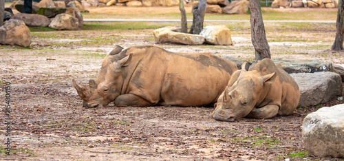 Canvastavla Close-up of a white rhinoceros resting on sandy ground