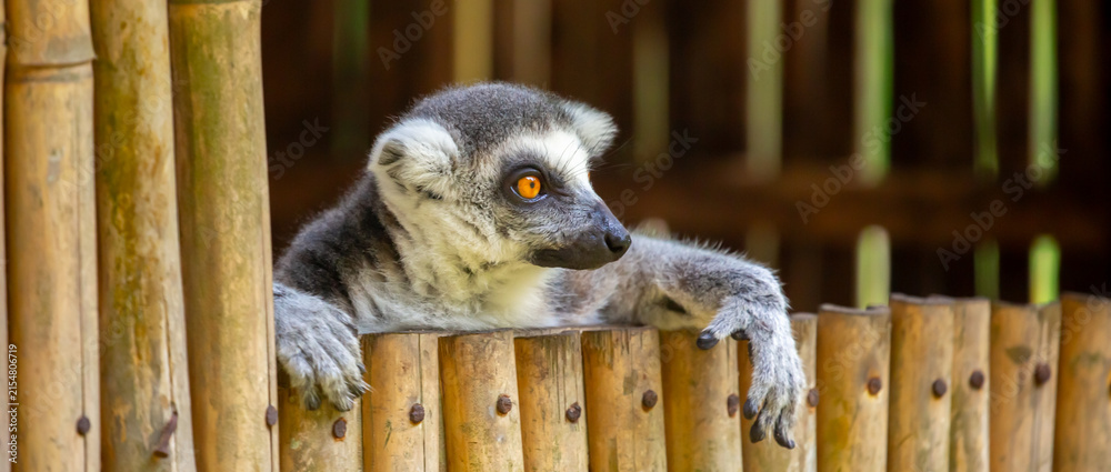 Obraz premium A ring-tailed lemur rests in a wooden house. These famous Madagascar primates have expressive faces. A close-up portrait of a lemur.