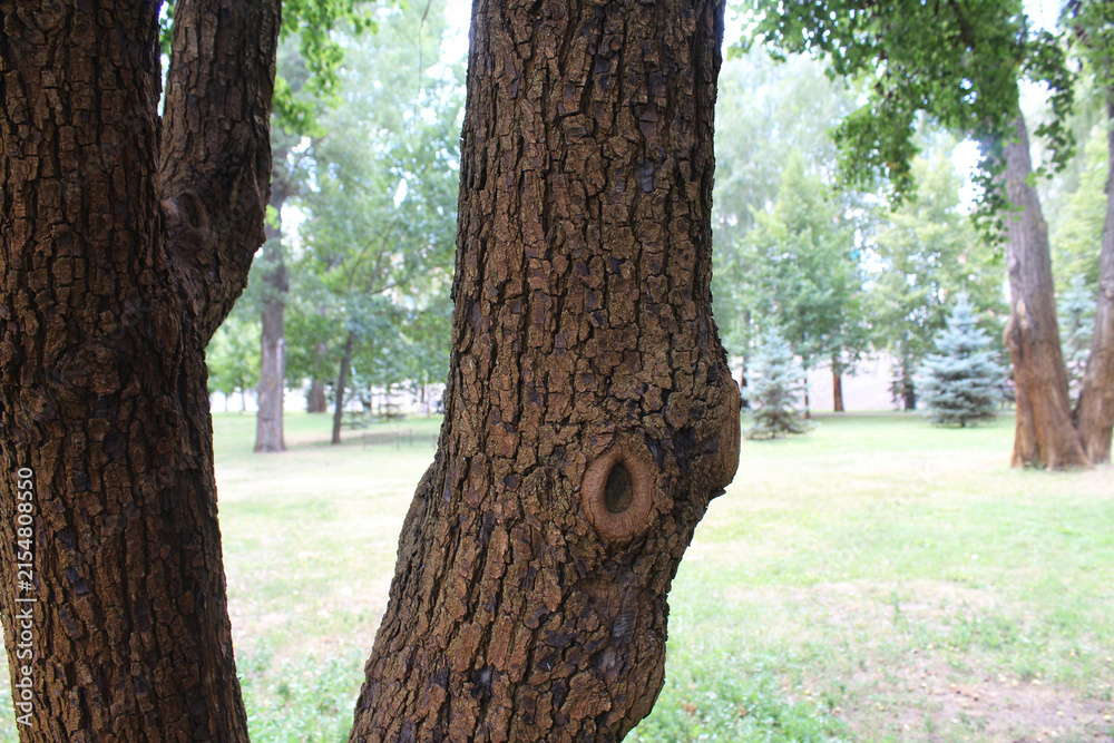 Obraz premium tree trunk, trees growing in the park