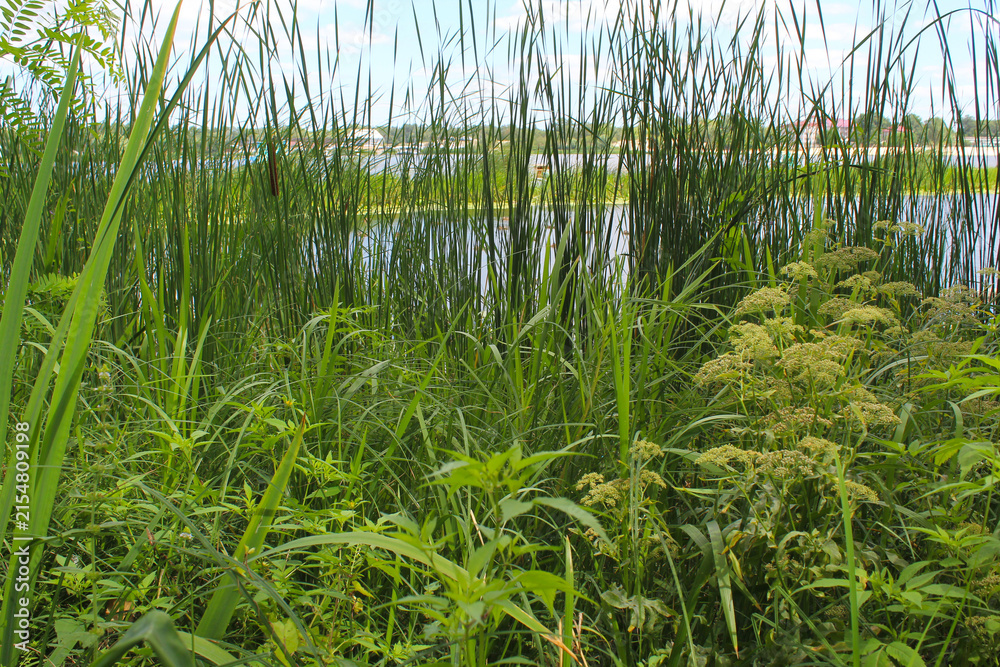Fototapeta premium summer landscape with green grass, river