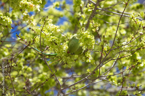 A green cockatoo feeds on the flowers of the trees in spring. It is an invasive species in Spain that inhabits cities and parks. (Myiopsitta monachus).