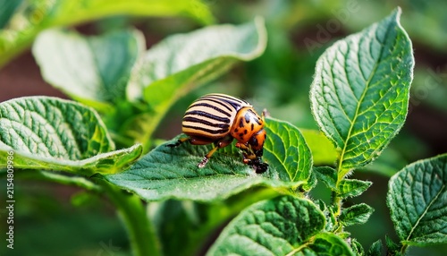 colorado potato beetle eating potato leaves in the garden close up