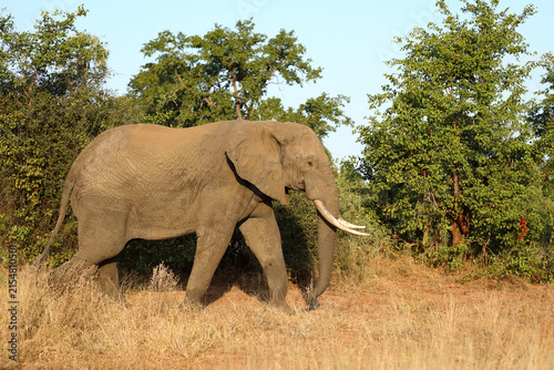 Photography Afrikanischer Elefant / African elephant / Loxodonta africana