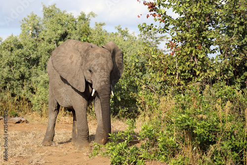 Photography Afrikanischer Elefant / African elephant / Loxodonta africana