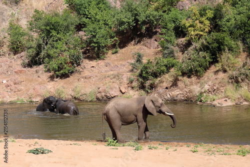 Fotografie Afrikanischer Elefant am Mphongolo River/ African elephant at Mphongolo River /