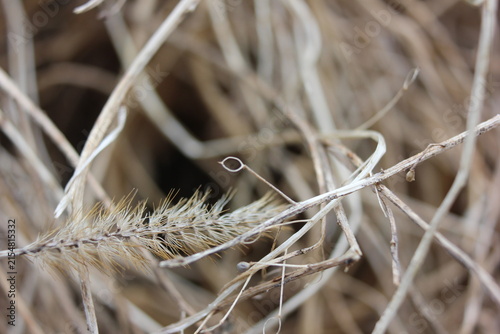 Dry grass seed head with delicate strands and a circular loop in a dried field, showing intricate details of nature's cycle and fragility