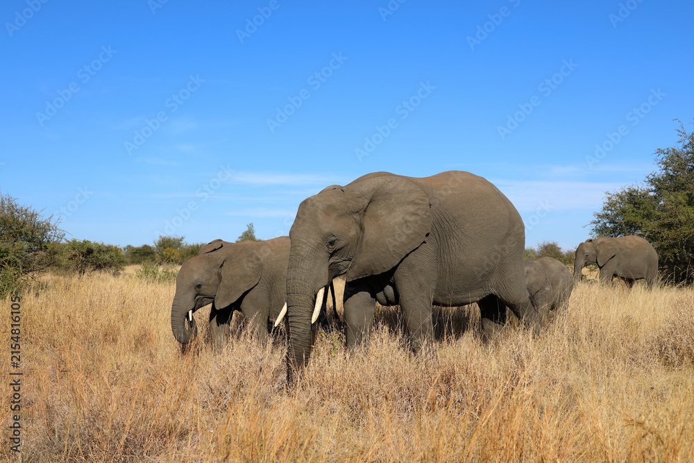 Fototapeta premium Afrikanischer Elefant / African elephant / Loxodonta africana