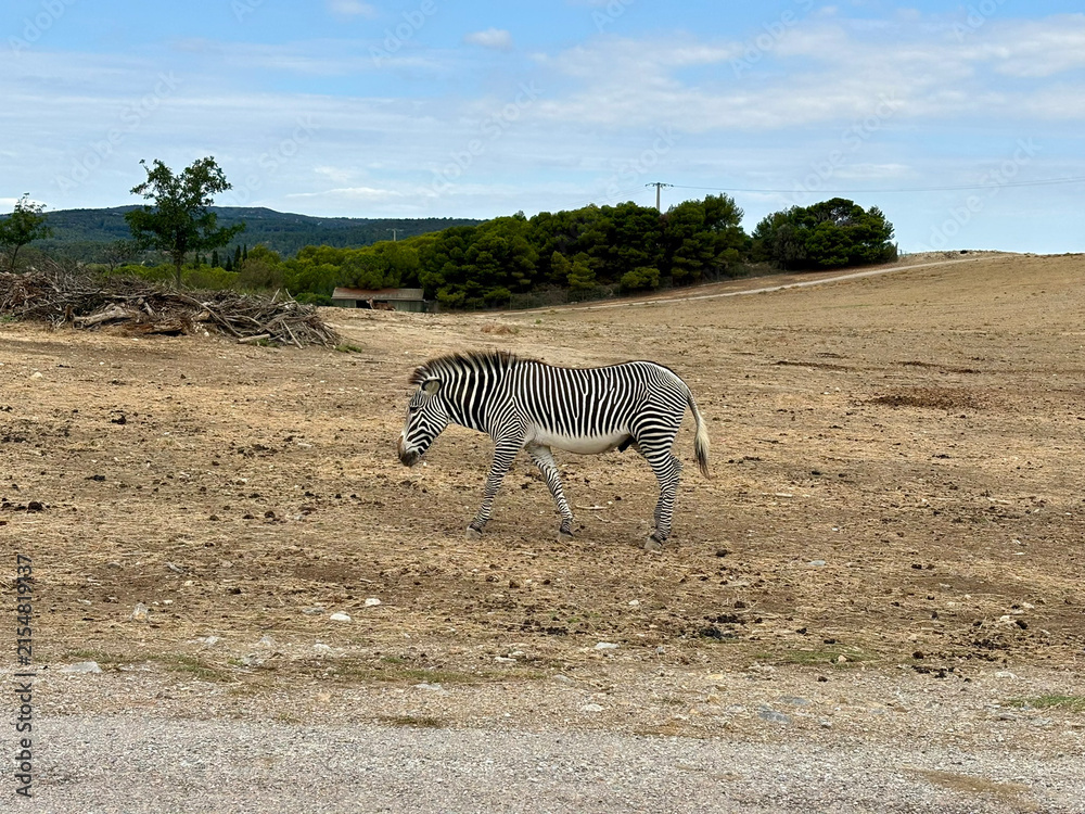 Obraz premium Zebra walking across dry field with trees