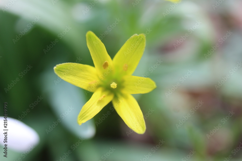Fototapeta premium A delicate yellow star-shaped flower in full bloom, with soft green foliage in the background