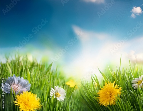 abstract spring nature background with fresh grass and flowers against sunny sky