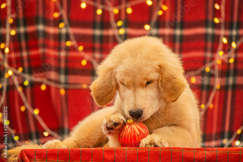 Playful Golden Retriever puppy chewing on a red Christmas tree ornament against red plaid background with holiday garland lights.