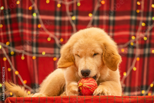 Playful Golden Retriever puppy chewing on a red Christmas tree ornament against red plaid background with holiday garland lights.