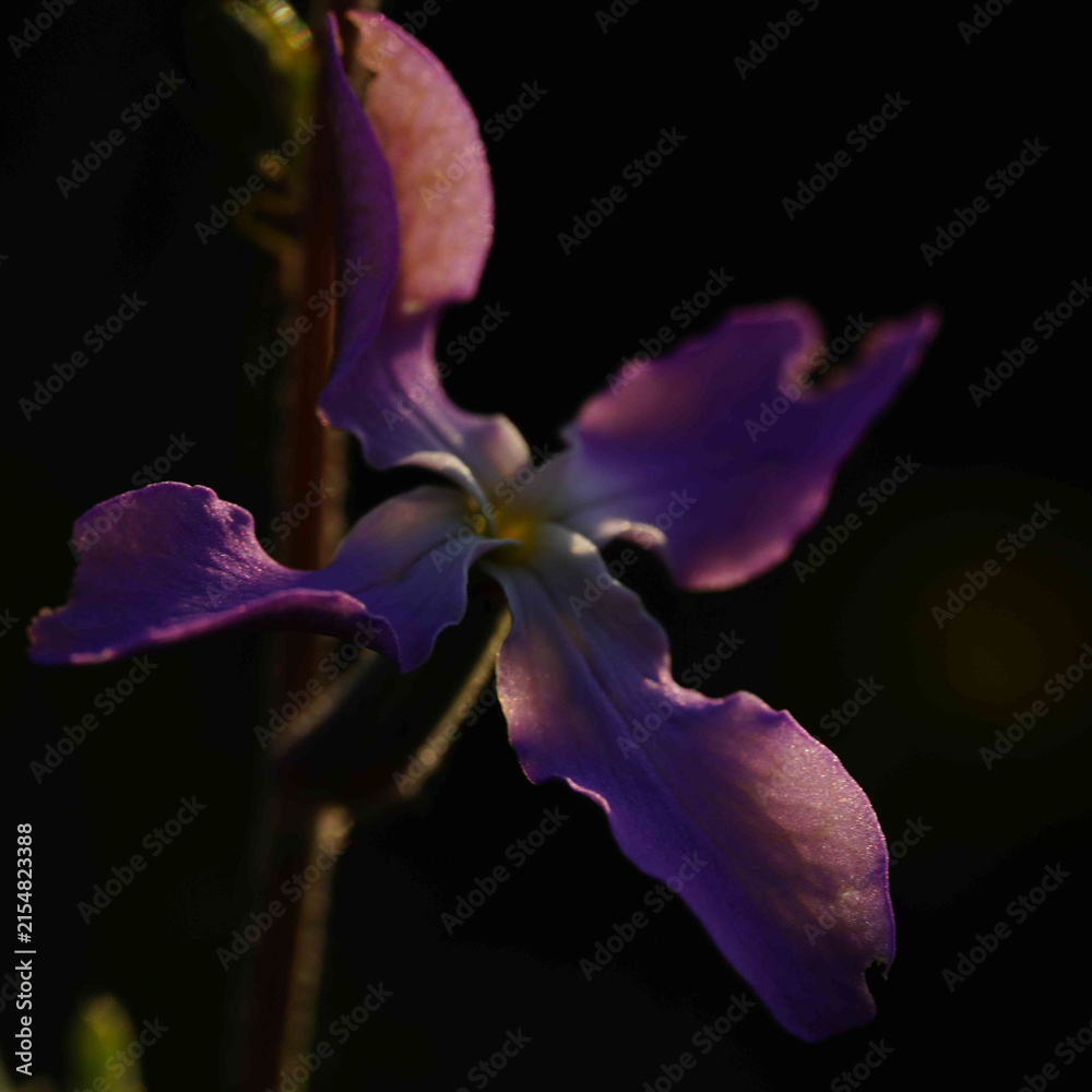 Fototapeta premium Purple iris flower macro in low light with dark background and soft focus petals