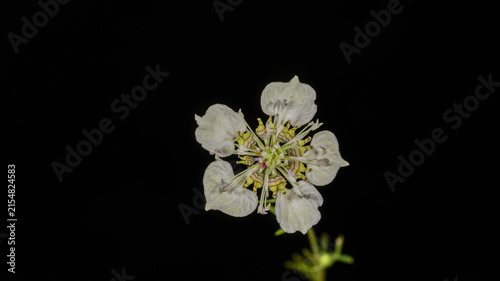Obraz na plátně White wildflower macro close up with delicate petals isolated on black backgroun