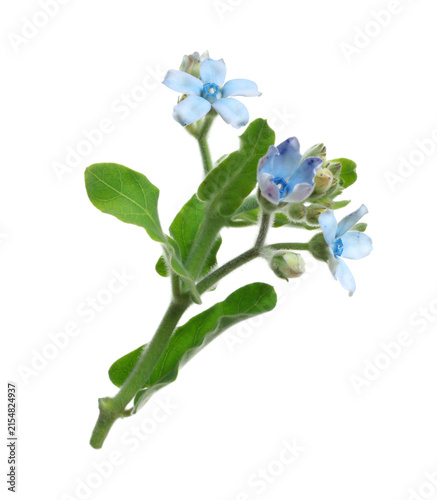 Beautiful blue Oxypetalum flowers with leaves isolated on white