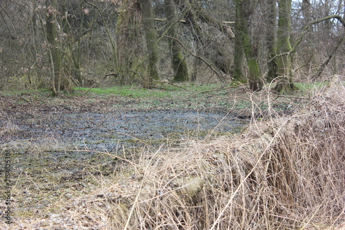 Bild auf Leinwand A muddy puddle in a forest with bare trees and dry grass