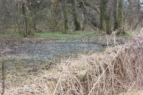 Photography A murky puddle sits in a wooded area with dry grass in the foreground, hinting at a damp and wild environment