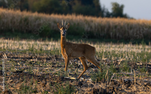 Cuadro en lienzo Roe deer buck standing in field and looking at camera