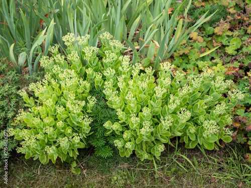 Фотография Green sedum plants with developing flower buds growing in a garden bed, a hardy drought tolerant perennial succulent commonly used in ornamental landscaping