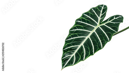 Konstfotografi Fresh single green caladium alocasia leaf detailed veins structure foliage botan