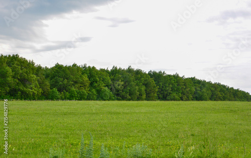 Green Field and Forest Line under Cloudy Sky front view