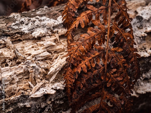 Close-up of a decaying fern frond resting on weathered, rotting wood with visible texture and fungal growth.