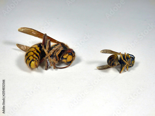 Принти на полотні Close up of the deadly Asian hornet (Vespa velutina), alongside a wasp to give a