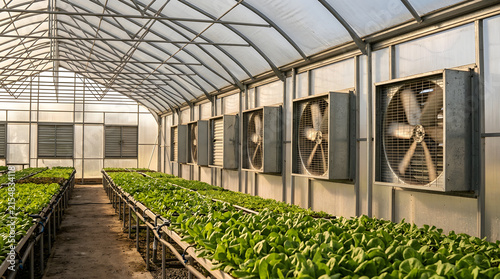 Greenhouse ventilation fans for climate control | Modern hydroponic leafy green cultivation | Sustainable agriculture indoor farming technology | Industrial exhaust system in greenhouse interior