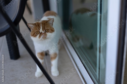 Fotografía Exotic Shorthair Cat Sitting Beside Glass Reflection