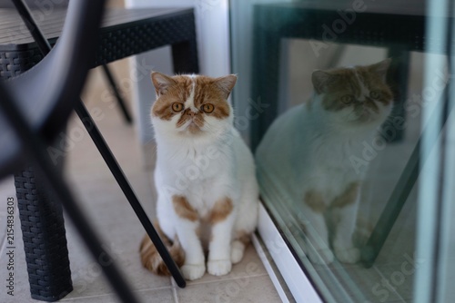Fotografía Exotic Shorthair Cat Sitting Beside Glass Reflection